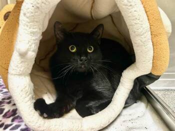 SESAME SKUNK -  Domestic Short Hair Cat for Adoption in Boston, Massachusetts - SESAME SKUNK | PetCurious