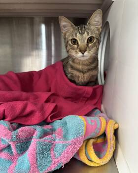 Domestic Short Hair Cats Available for Adoption - Gidget | PetCurious