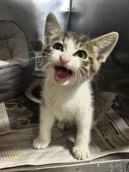 Rescue Domestic Short Hair Cats for Adoption in Seguin, Texas - Irwin | PetCurious