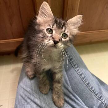 Rebecca -  Domestic Short Hair Cat for Adoption in Springfield, Illinois - Rebecca | PetCurious