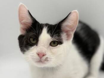 Mork -  Domestic Short Hair Cat for Adoption in Portland, Oregon - Mork | PetCurious