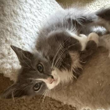 Tom -  Domestic Medium Hair Cat for Adoption in Charlottesville, Virginia - Tom | PetCurious