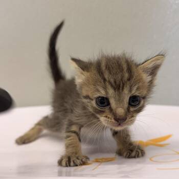 Mookie -  Domestic Short Hair Cat for Adoption in Tampa, Florida - Mookie | PetCurious