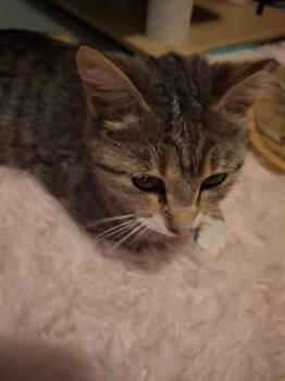 Camery -  Domestic Short Hair Cat for Adoption in Dayton, Ohio - Camery | PetCurious