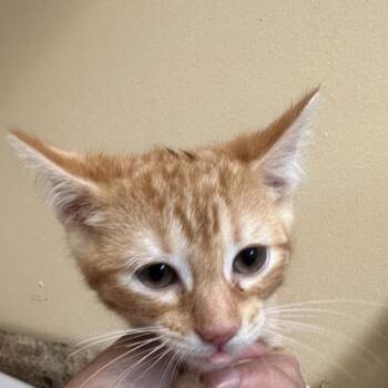 Rupert -  Domestic Short Hair Cat for Adoption in Corinth, Mississippi - Rupert | PetCurious