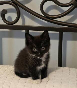 MAZIE -  Domestic Short Hair Cat for Adoption in St. Peters, Missouri - MAZIE | PetCurious