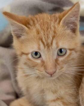 Rescue Domestic Short Hair and Tabby Cats for Adoption in Kennesaw, Georgia - Keaton | PetCurious