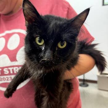 Dragonfly -  Domestic Long Hair Cat for Adoption in Idaho Falls, Idaho - Dragonfly | PetCurious