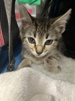Domestic Short Hair Cats Available for Adoption in Chula Vista, California - WATER | PetCurious