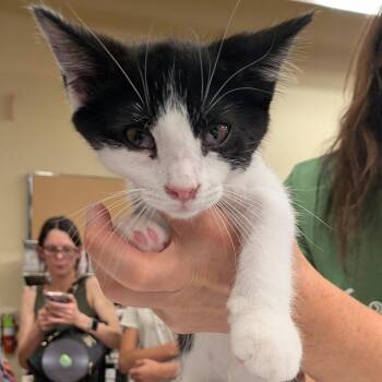 Vincent -  Domestic Short Hair Cat for Adoption in Layton, Utah - Vincent | PetCurious