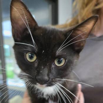 Marina -  Domestic Short Hair Cat for Adoption in Kennebunk, Maine - Marina | PetCurious