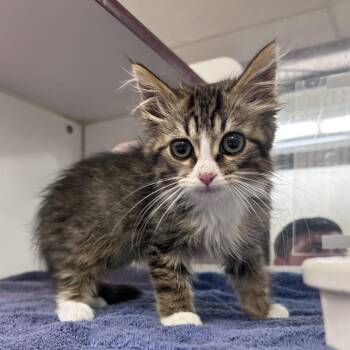 Scramble -  Domestic Medium Hair Cat for Adoption in Cheyenne, Wyoming - Scramble | PetCurious