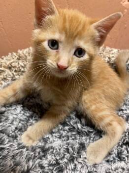 Chou Chou -  Tabby and Domestic Short Hair Cat for Adoption in Kenosha, Wisconsin - Chou Chou | PetCurious