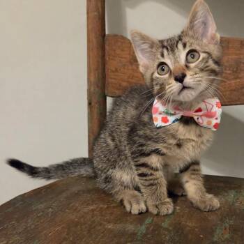 Kit -  Domestic Short Hair Cat for Adoption in New Albany, Ohio - Kit | PetCurious