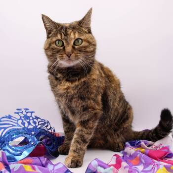 Rescue Domestic Medium Hair Cats for Adoption in Muskegon, Michigan - Maggie Mae (Cirilla) | PetCurious