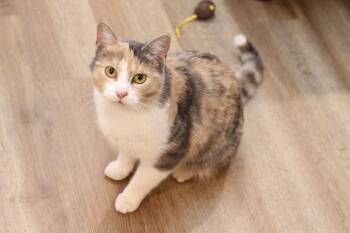 Rhapsody -  Dilute Calico Cat for Adoption in Lethbridge, Alberta - Rhapsody | PetCurious