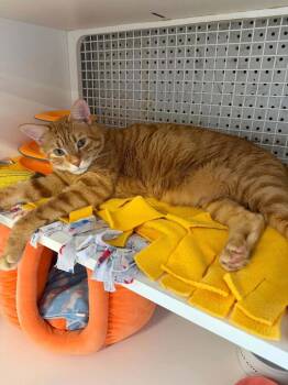 Coffee -  Domestic Short Hair Cat for Adoption in Chicago, Illinois - Coffee | PetCurious