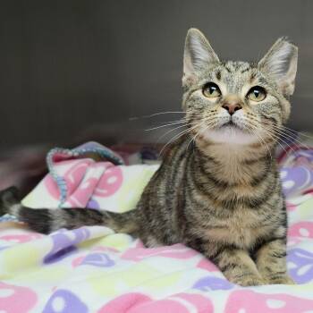Taki -  Domestic Short Hair Cat for Adoption in Michigan City, Indiana - Taki | PetCurious