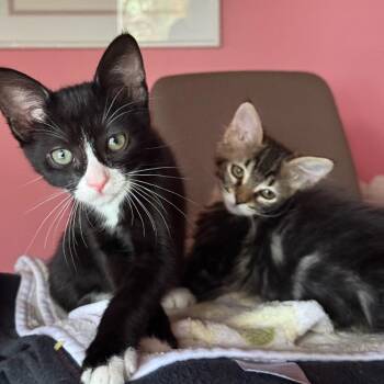 Ithelia -  Domestic Medium Hair Cat for Adoption in Los Angeles, California - Ithelia | PetCurious