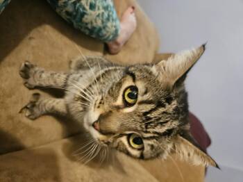 Rescue Extra Toes Cat Hemingway Polydactyl Cats for Adoption in Los Angeles, California - Oscar | PetCurious