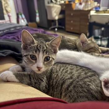 Rescue Tabby and Domestic Short Hair Cats for Adoption in Vallejo, California - Astrid | PetCurious