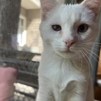 Francis -  Domestic Short Hair Cat for Adoption in Austin, Texas - Francis | PetCurious