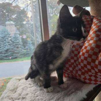 Jessie -  Domestic Short Hair Cat for Adoption in Madison, Wisconsin - Jessie | PetCurious