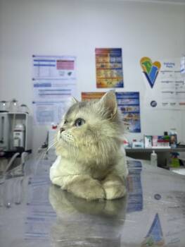 Kevin - 2Y - open to meet and greets in North York -  Persian Cat for Adoption in Toronto, Ontario - Kevin - 2Y - Open To Meet And Greets In North York | PetCurious