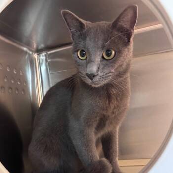 Baby Clam Bake -  Domestic Short Hair Cat for Adoption in Norman, Oklahoma - Baby Clam Bake | PetCurious