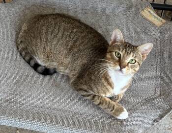Cassie -  Tabby Cat for Adoption in Theodore, Alabama - Cassie | PetCurious