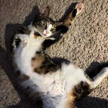 Athena -  Domestic Short Hair Cat for Adoption in Baltimore, Maryland - Athena | PetCurious