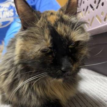 Charlotte -  Domestic Short Hair Cat for Adoption in Merriam, Kansas - Charlotte | PetCurious