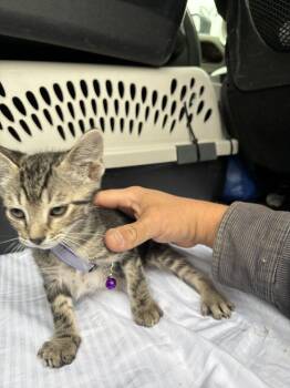Domestic Short Hair Cats Available for Adoption in Broomfield, Colorado - FALCON | PetCurious