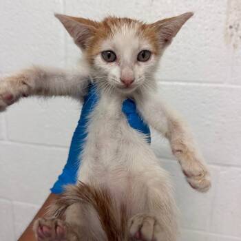 Hydros -  Domestic Short Hair Cat for Adoption in Edinburg, Texas - Hydros | PetCurious