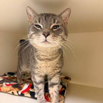 Domestic Short Hair Cats Available for Adoption in Naperville, Illinois - Gale | PetCurious