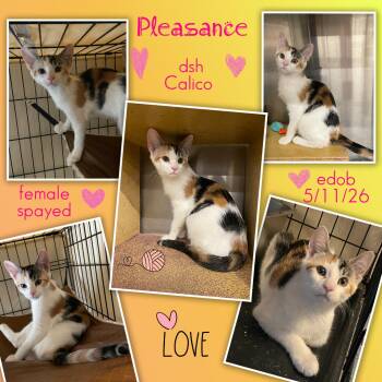 Pleasance OR14447-T -  Domestic Short Hair Cat for Adoption in Missouri City, Texas - Pleasance OR14447-T | PetCurious
