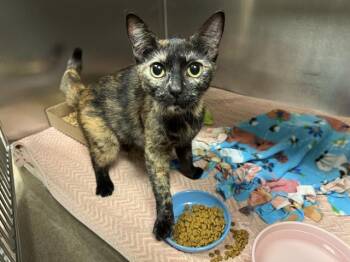 Domestic Short Hair Cats Available for Adoption in Fort Wayne, Indiana - DEIDRE | PetCurious