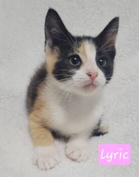 Lyric -  Domestic Short Hair Cat for Adoption in Laplace, Louisiana - Lyric | PetCurious