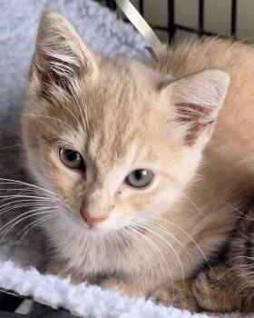 Rescue Domestic Short Hair Cats for Adoption in Beckley, West Virginia - Cashew | PetCurious