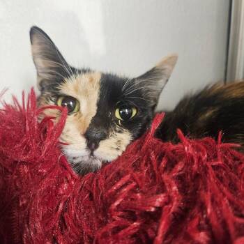 Maizy -  Domestic Short Hair Cat for Adoption in Grantsville, Utah - Maizy | PetCurious