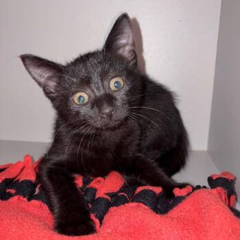 Twix -  Domestic Short Hair Cat for Adoption in Sarasota, Florida - Twix | PetCurious