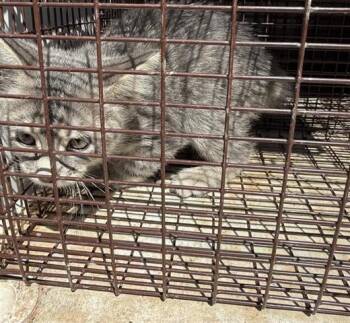 Rescue Domestic Short Hair Cats for Adoption in Houston, Texas - A644590 | PetCurious