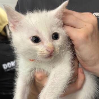 Rescue Domestic Short Hair Cats for Adoption in Summerville, South Carolina - Brynn | PetCurious