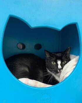Rescue Domestic Short Hair Cats for Adoption in New Hope, Pennsylvania - Remus | PetCurious