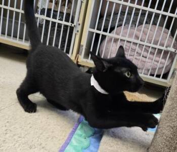 Blackjack -  Domestic Short Hair Cat for Adoption in Erin, Ontario - Blackjack | PetCurious