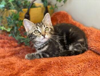Jasmine -  Tabby Cat for Adoption in Taylor, Michigan - Jasmine | PetCurious