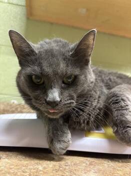 Rescue Domestic Short Hair Cats for Adoption in Indianapolis, Indiana - CROATIA | PetCurious