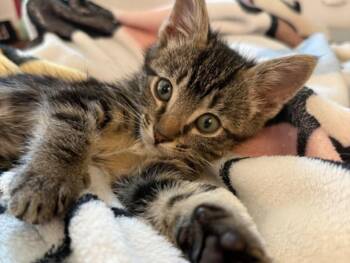 Domestic Short Hair Cats Available for Adoption in Burbank, California - ROCKY | PetCurious