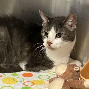 Penelope -  Domestic Short Hair Cat Available for Adoption in Port Charlotte, Florida - Penelope | PetCurious