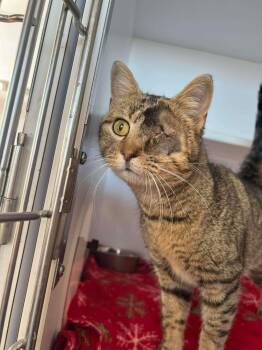 Domestic Short Hair Cats Available for Adoption - Lovey | PetCurious